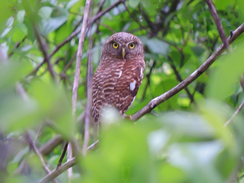  Asian Barred Owlet 