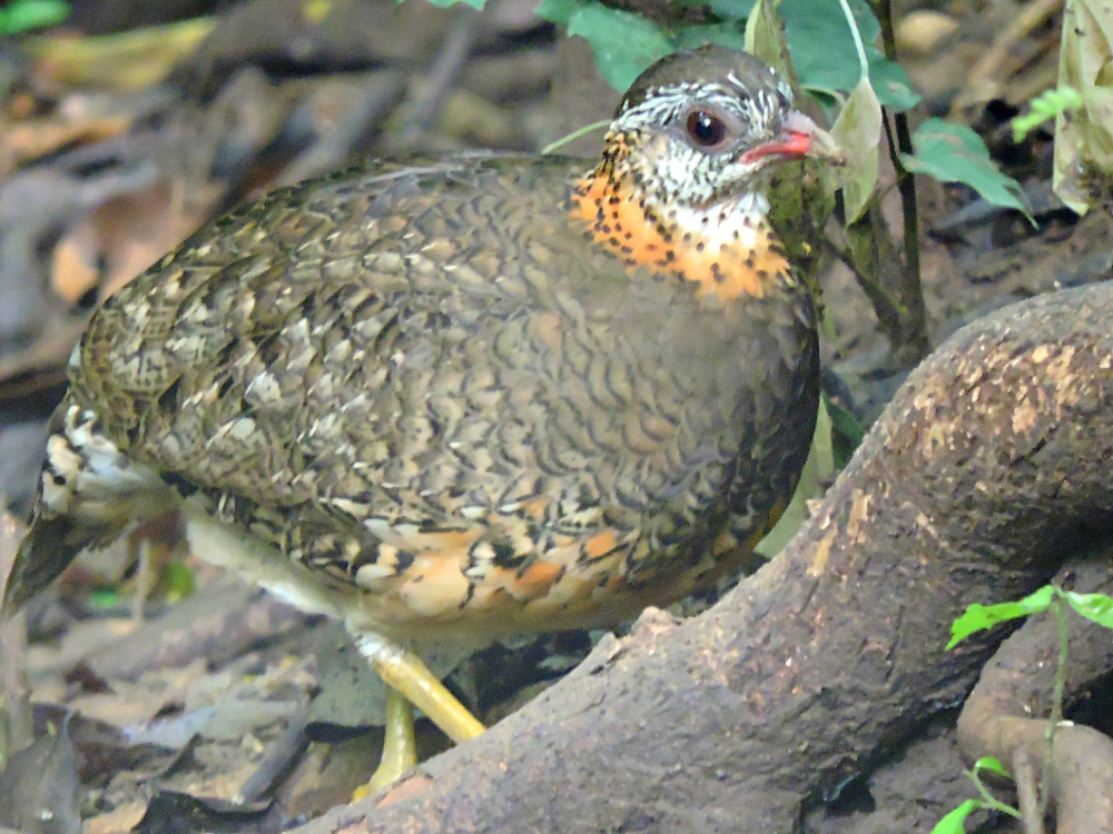  Scaly-Breasted Partridge 