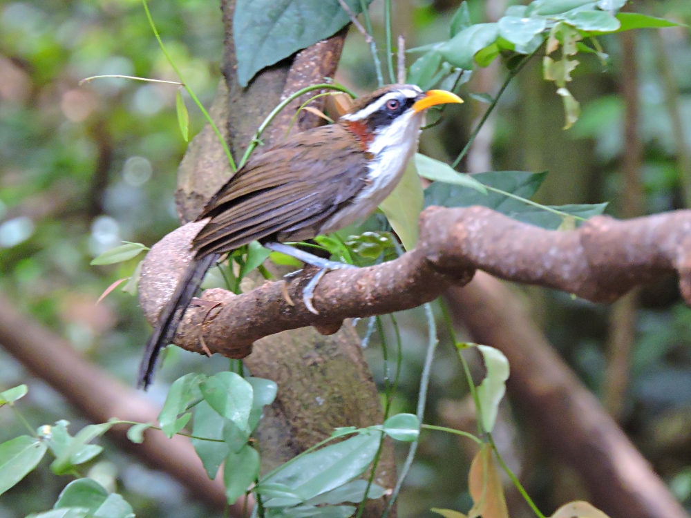  White-Browed Scimitar-Babbler