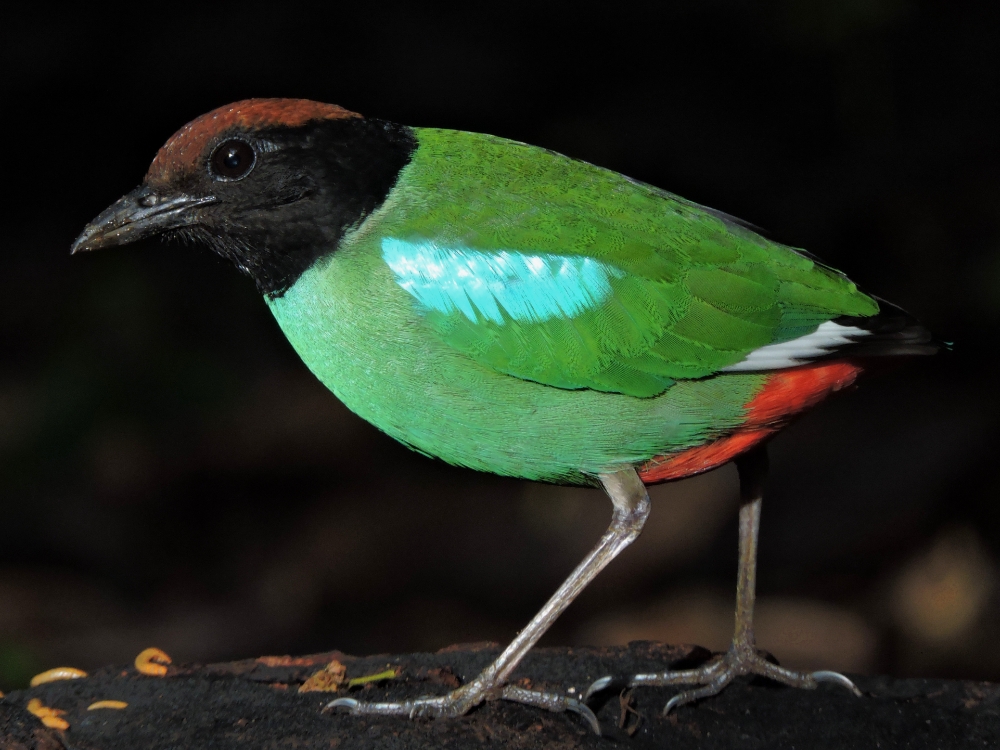  Hooded Pitta 