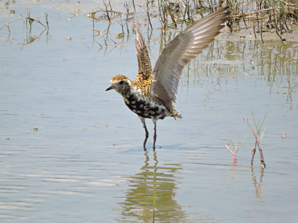  Pacific Golden Plover 