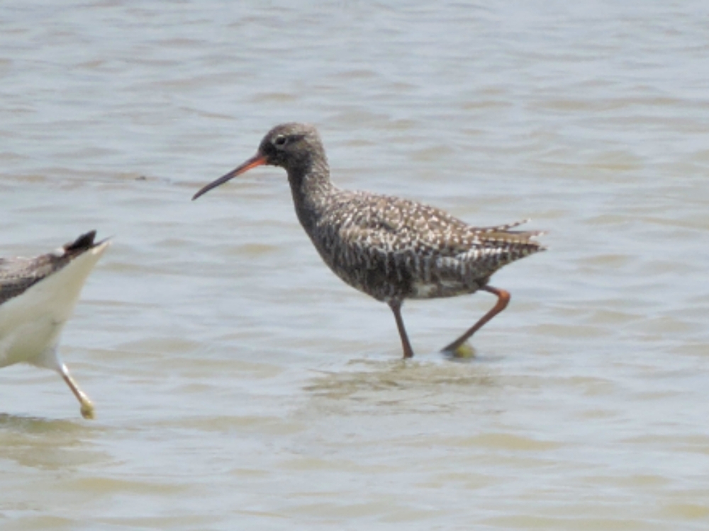  Spotted Redshank 