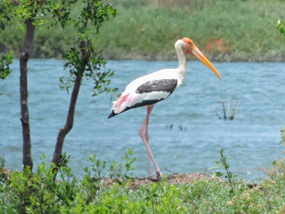  Painted Stork 