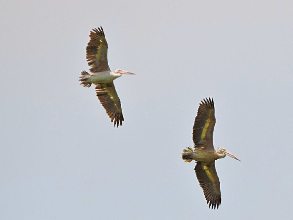  Spot-Billed Pelican 