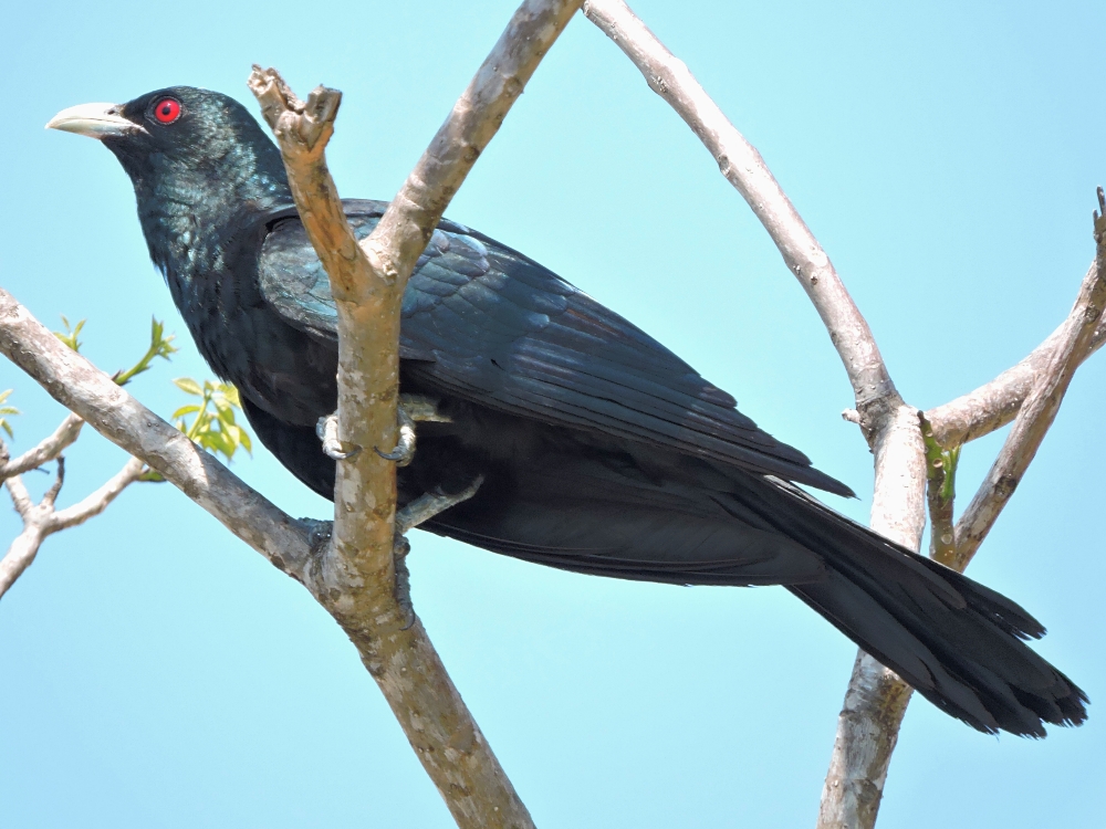  Asian Koel 