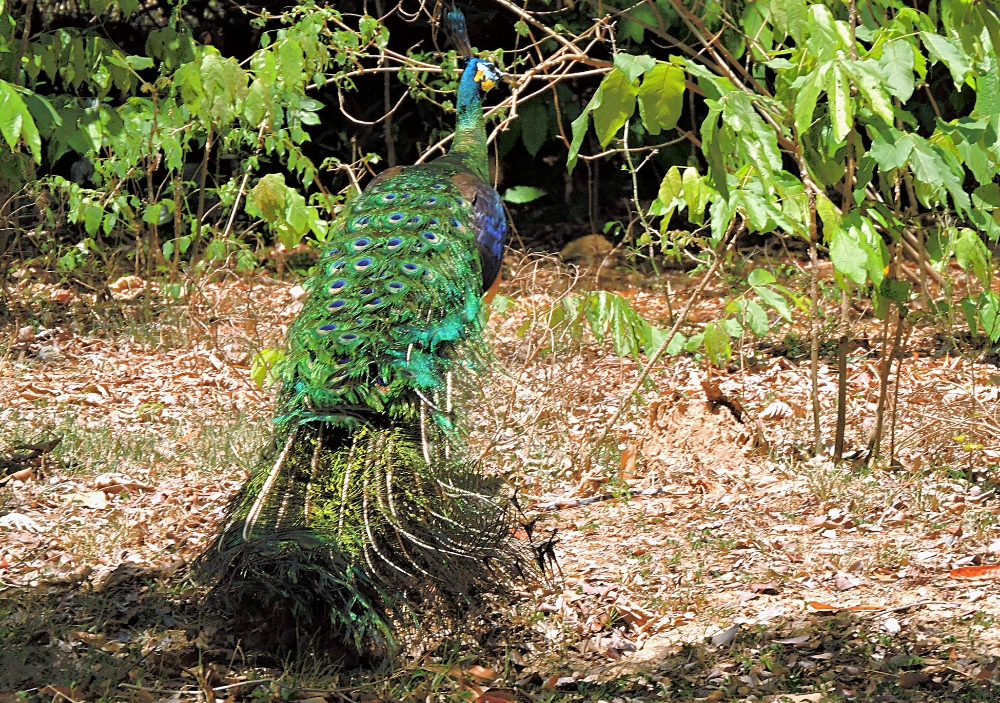  Green Peafowl 