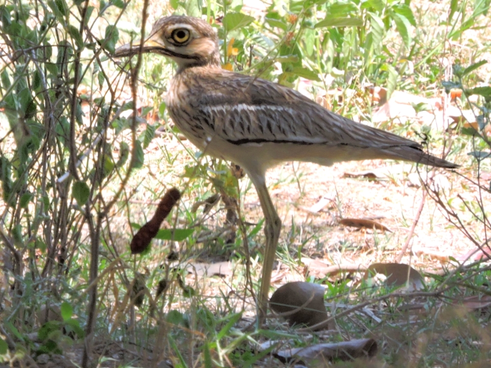  Indian Thick-Knee 