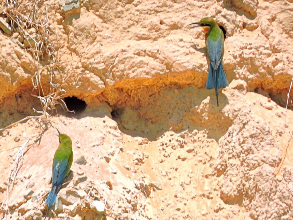  Blue-Tailed Bee-Eater 