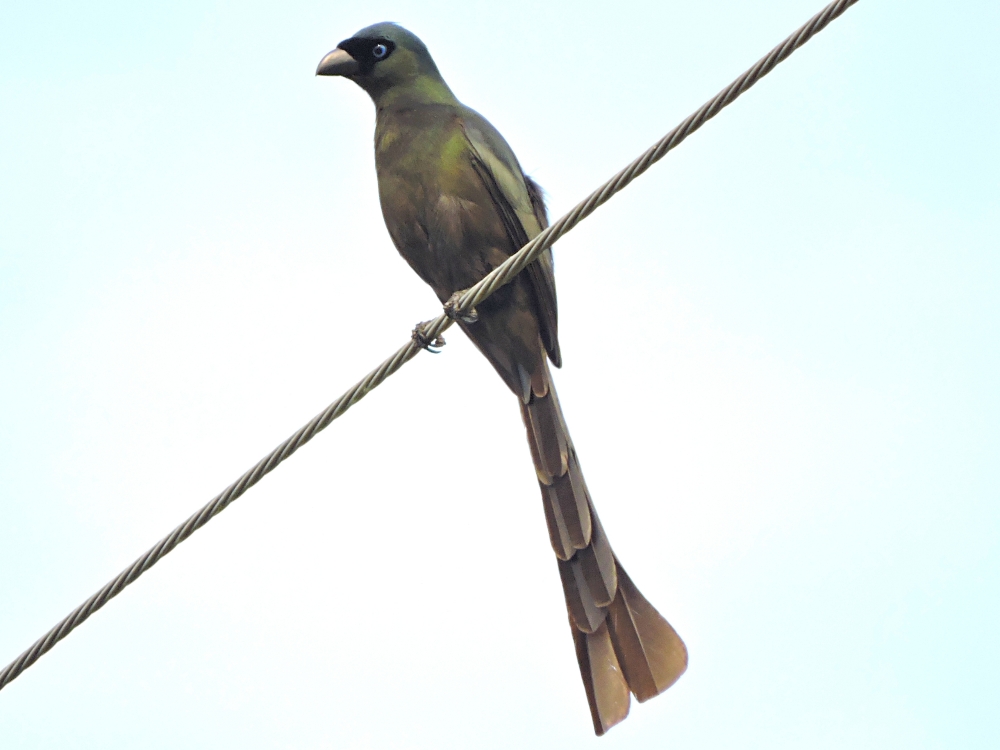 Racket-Tailed Treepie Racket-Tailed Treepie