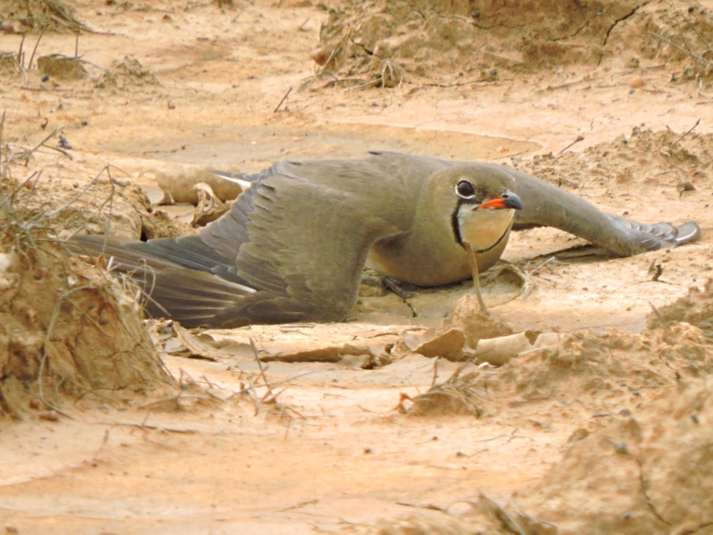  Oriental Pratincole 