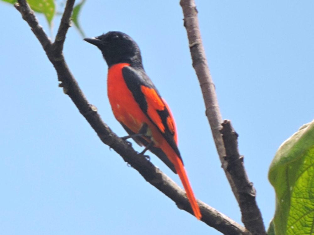  Scarlet Minivet 