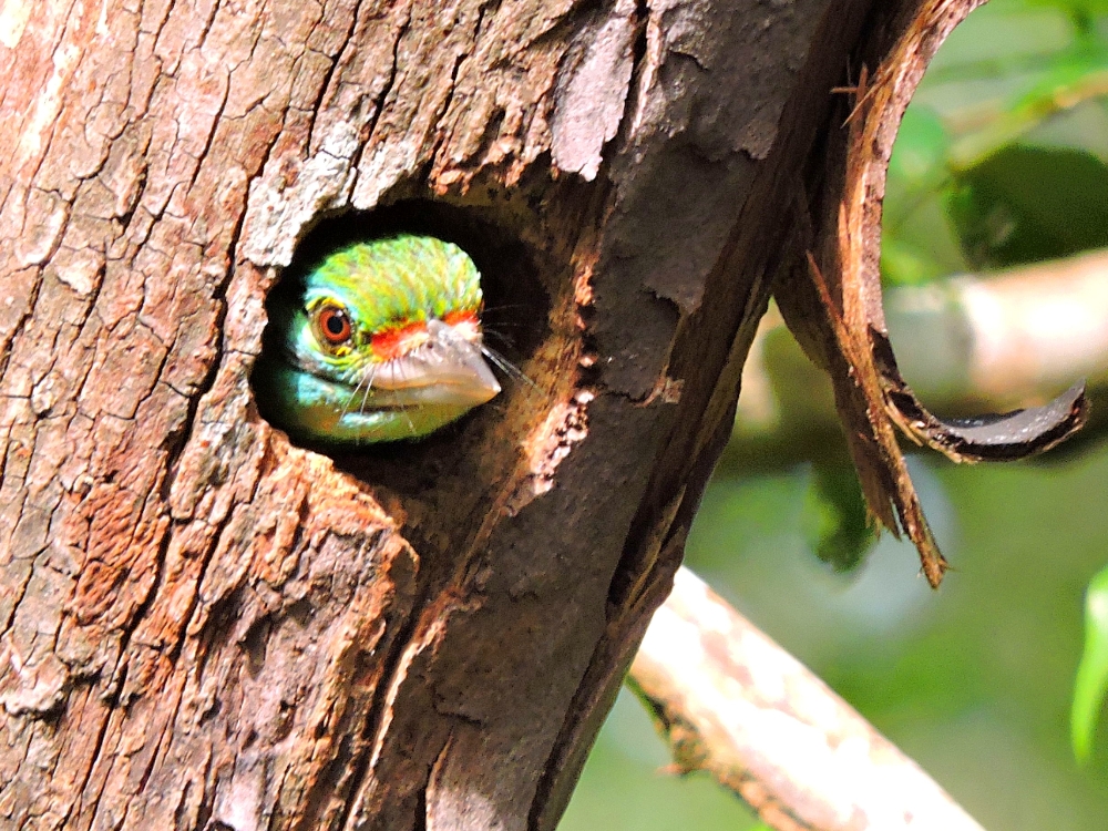  Moustached Barbet 