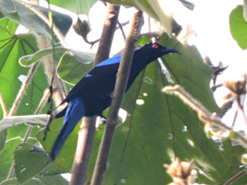  Asian Fairy-Bluebird 