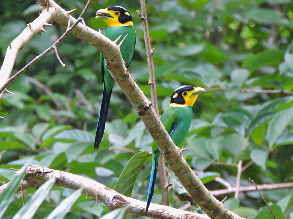  Long-Tailed Broadbill 