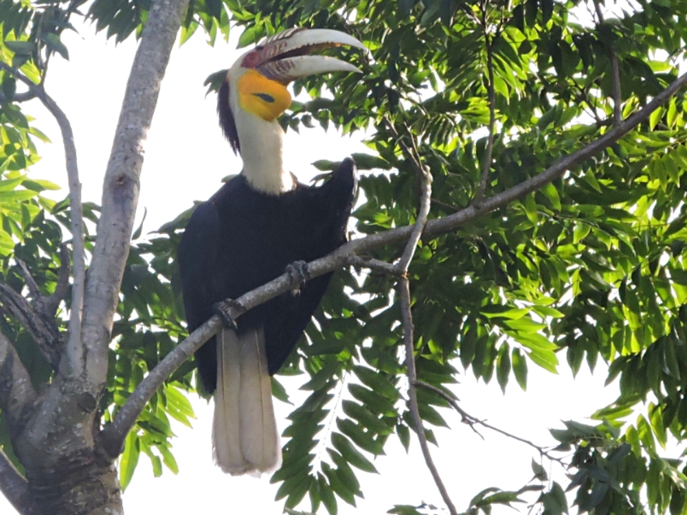  Wreathed Hornbill 