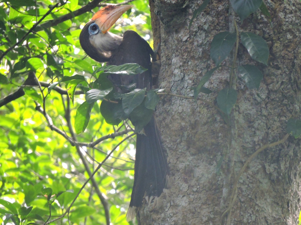 Austen’s Brown Hornbill Austen’s Brown Hornbill