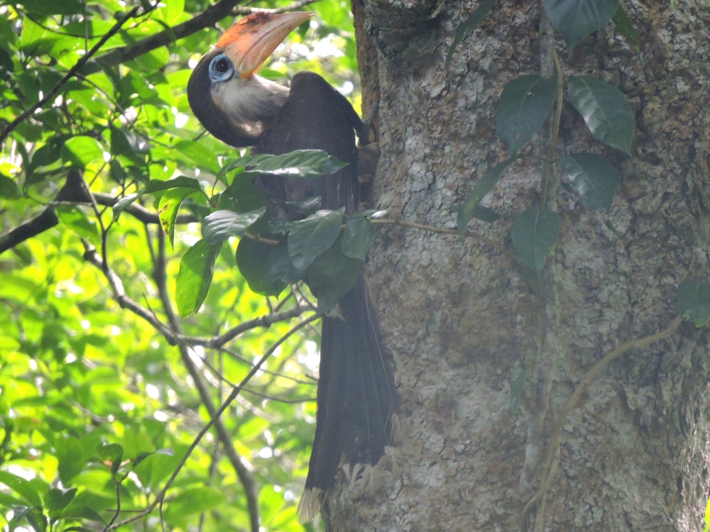  Austen’s Brown Hornbill 