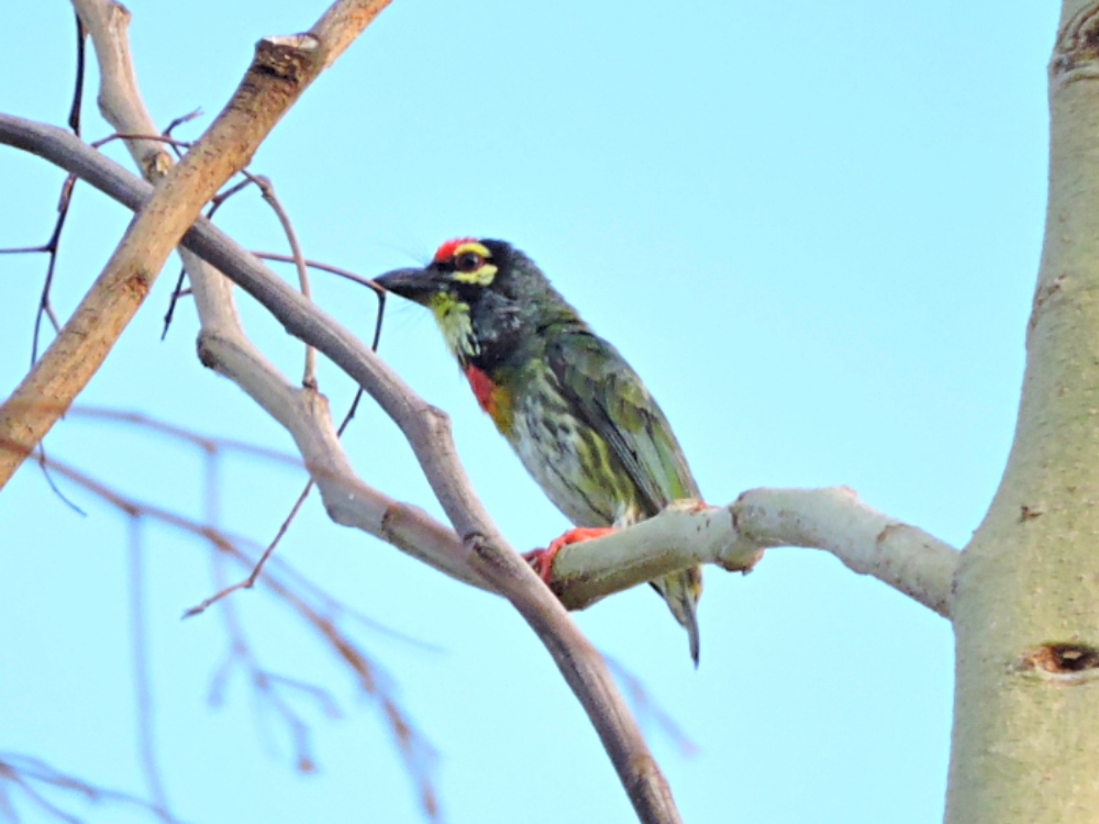 Coppersmith Barbet Coppersmith Barbet