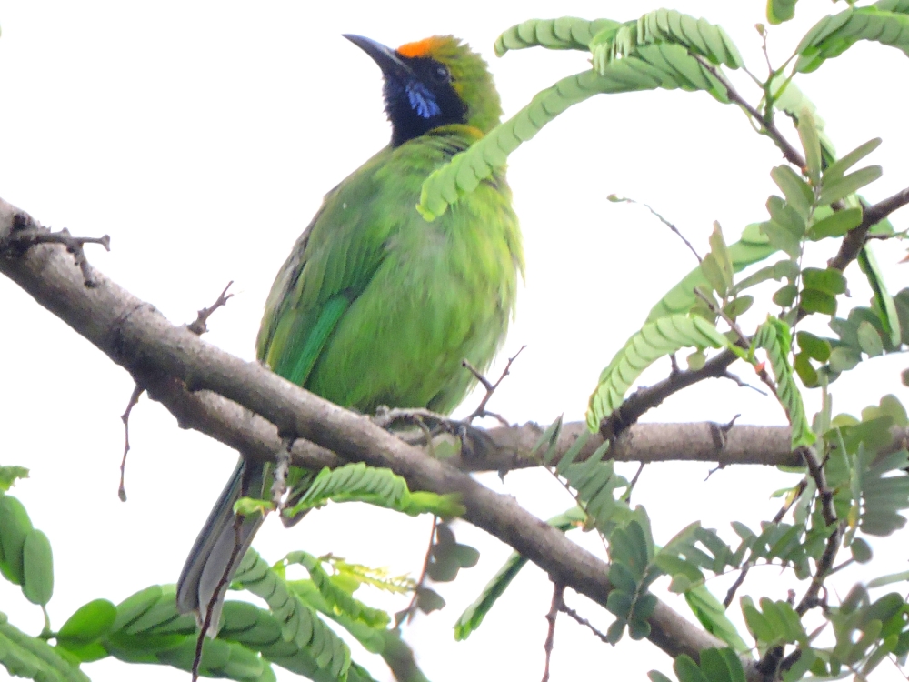  Golden-Fronted Leafbird 