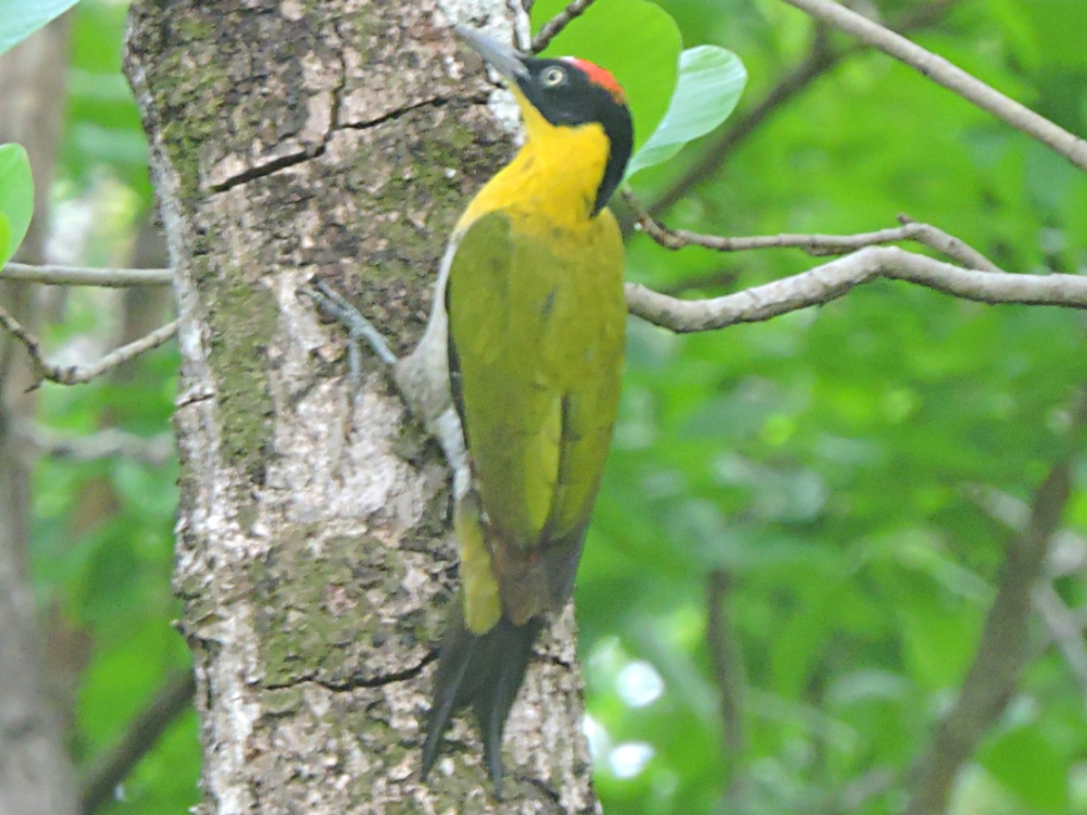  Black-Headed Woodpecker 