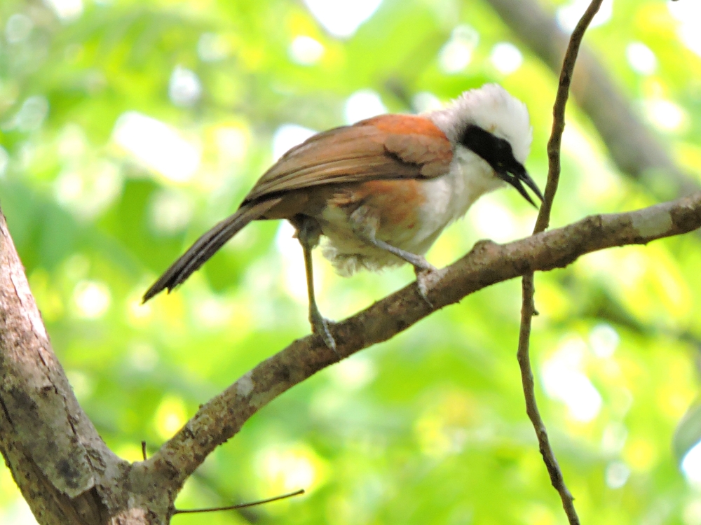  White-Crested Laughingthrush 