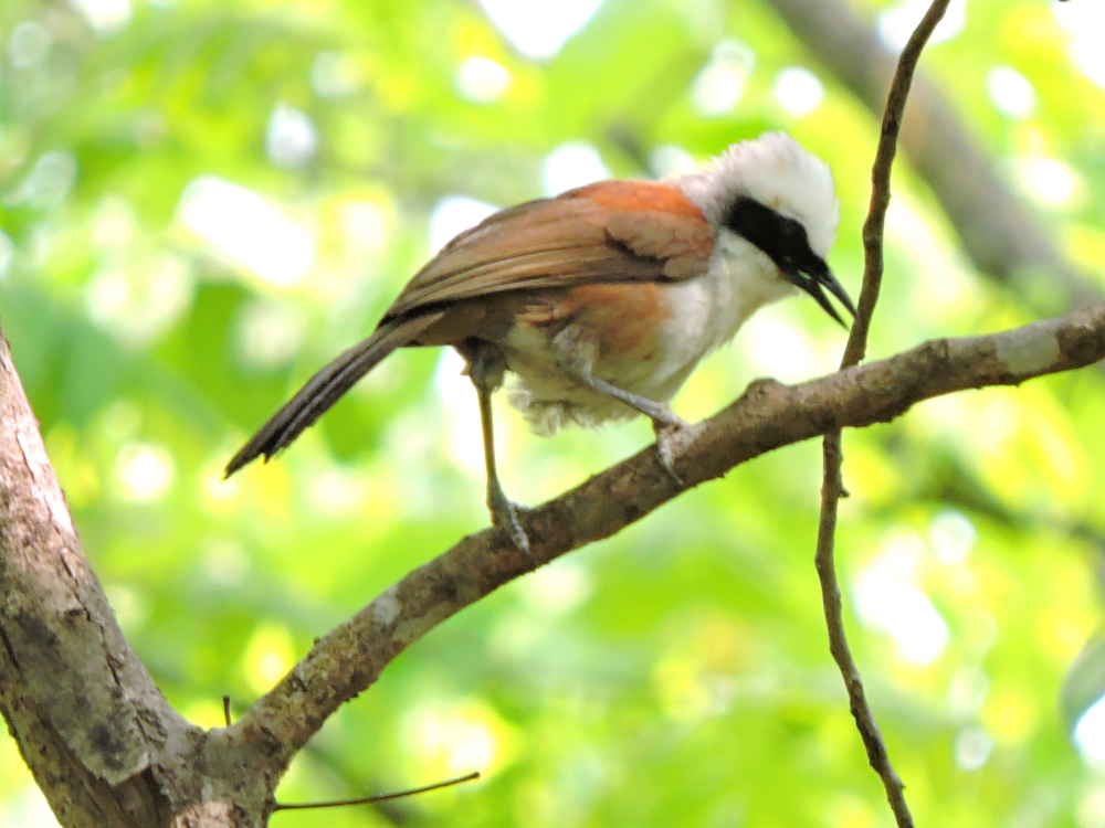 White-Crested Laughingthrush White-Crested Laughingthrush