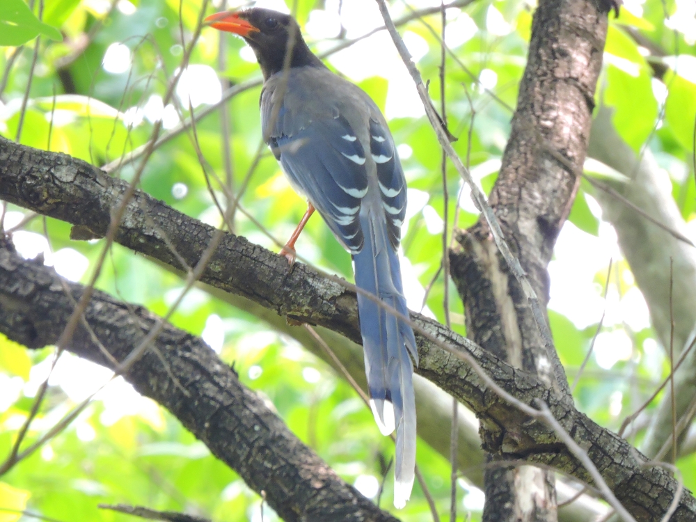  Red-Billed Blue Magpie 