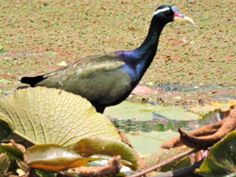  Bronze-Winged Jacana 