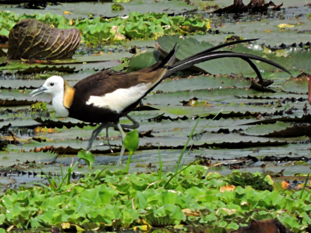 Pheasant-Tailed Jacana Pheasant-Tailed Jacana