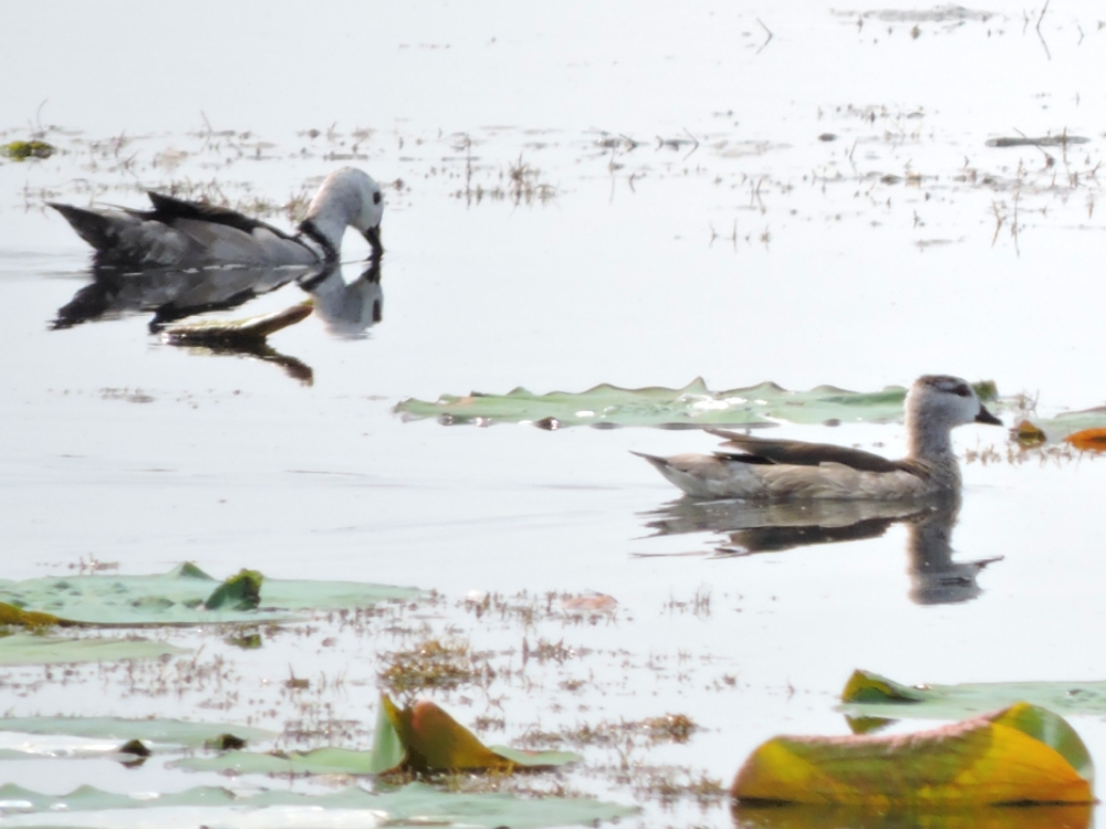  Cotton Pygmy-Goose 