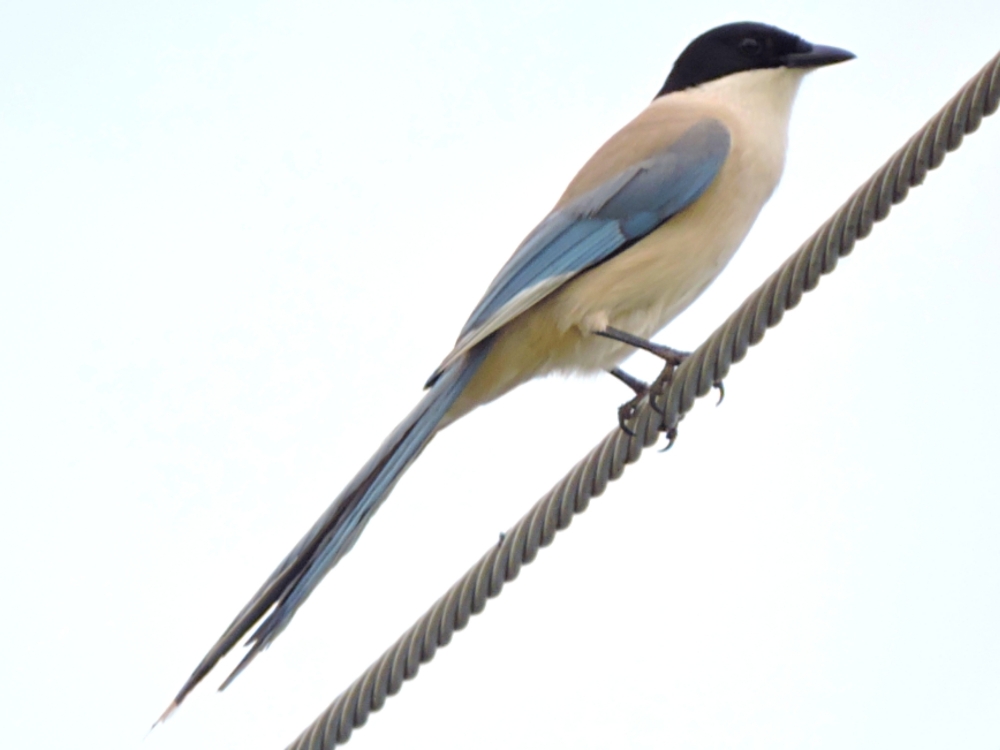  Azure-Winged Magpie 