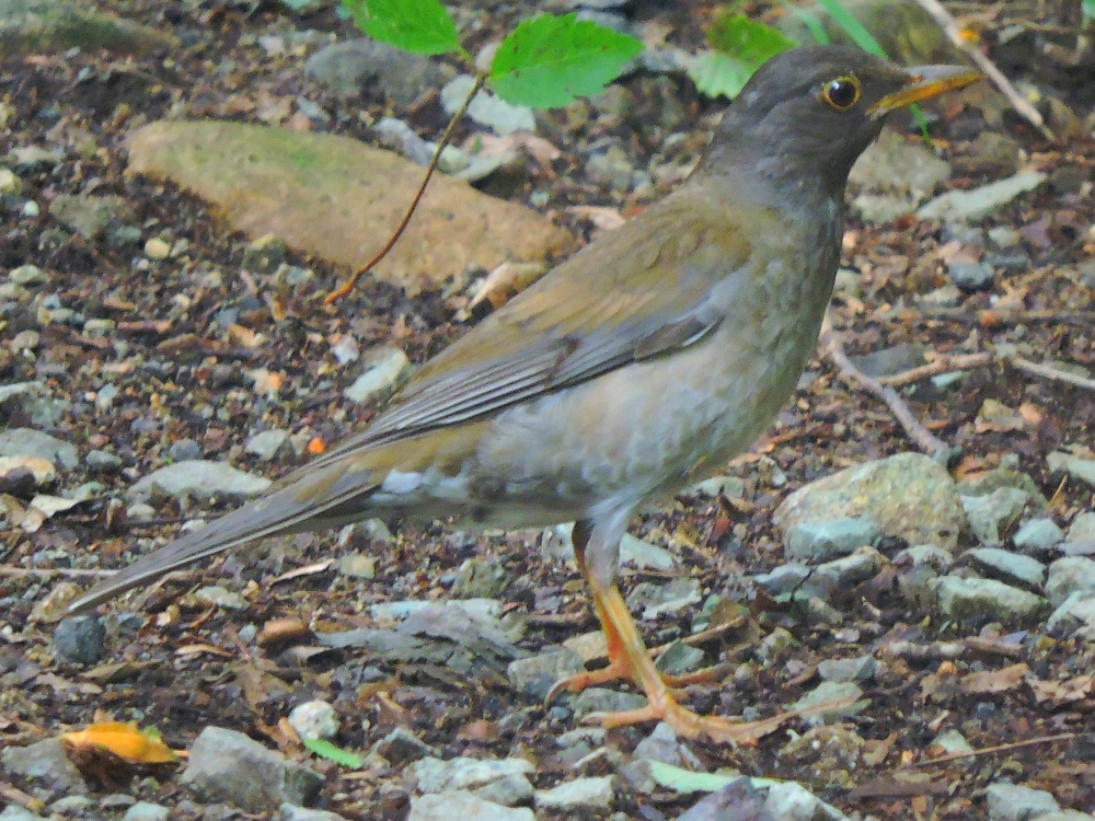  Pale Thrush 