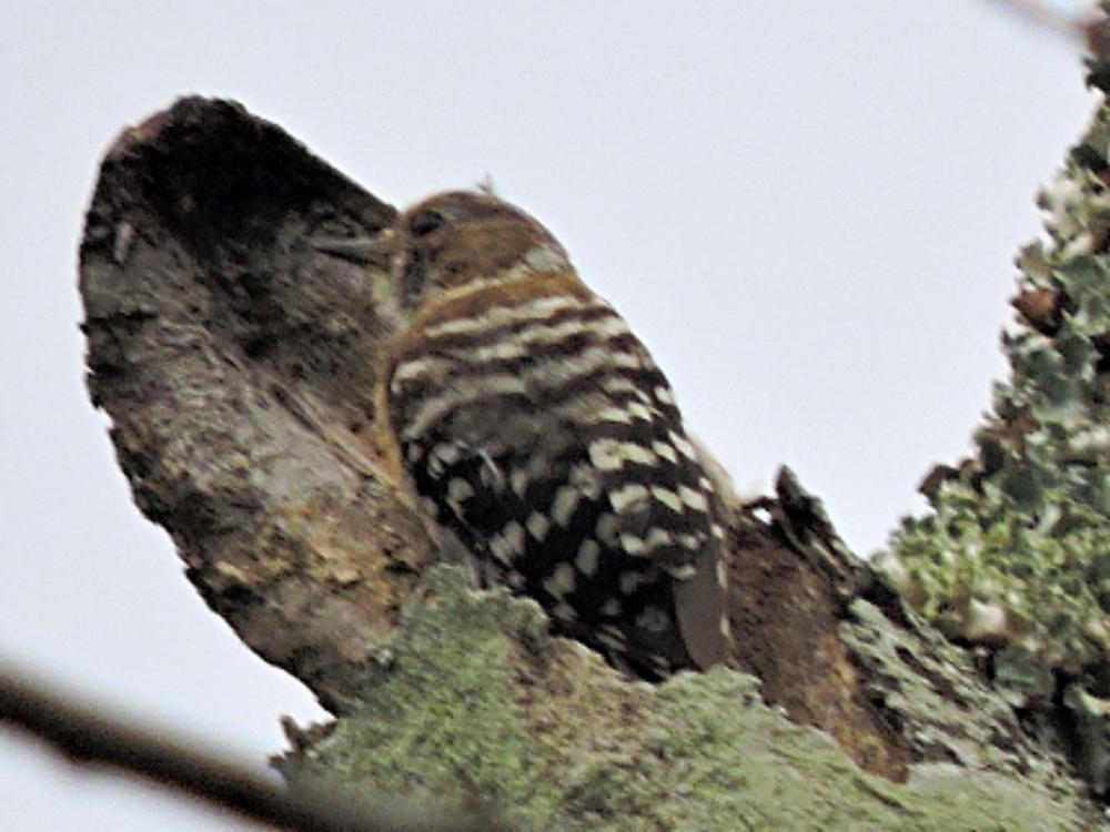  Pygmy Woodpecker 