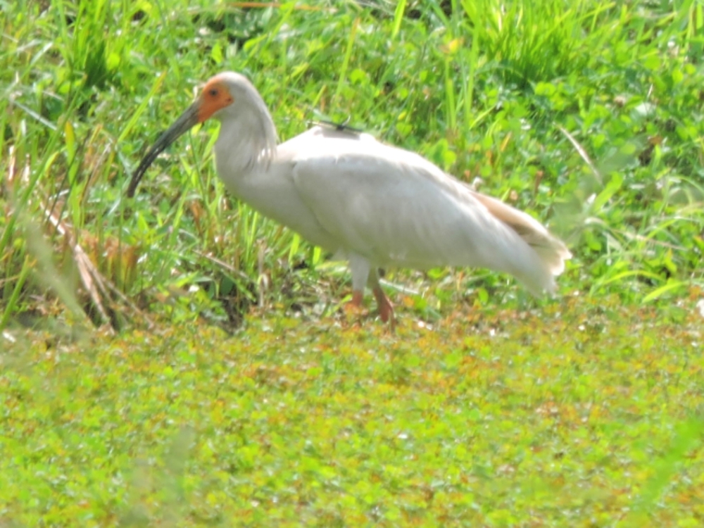  Crested Ibis 