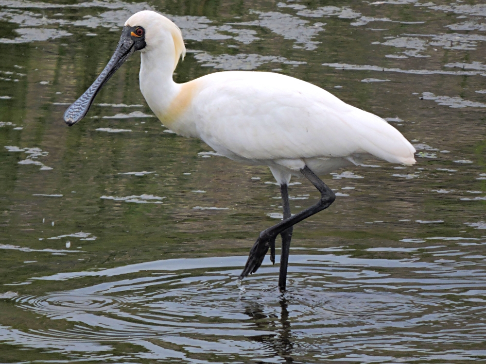  Black-Faced Spoonbill 