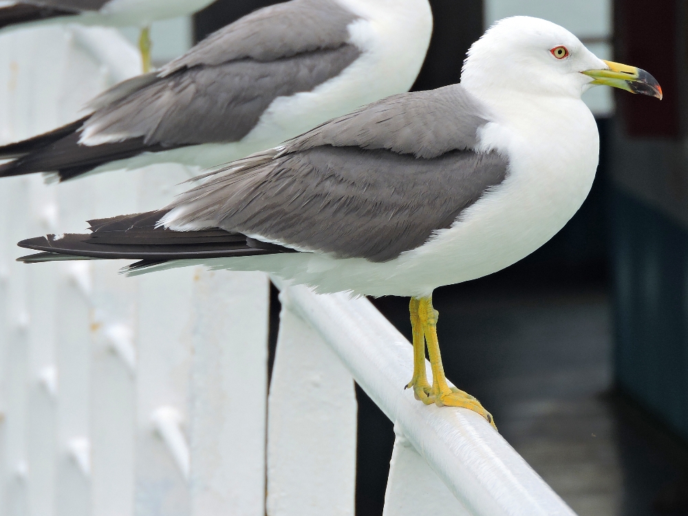  Black-Tailed Gull 