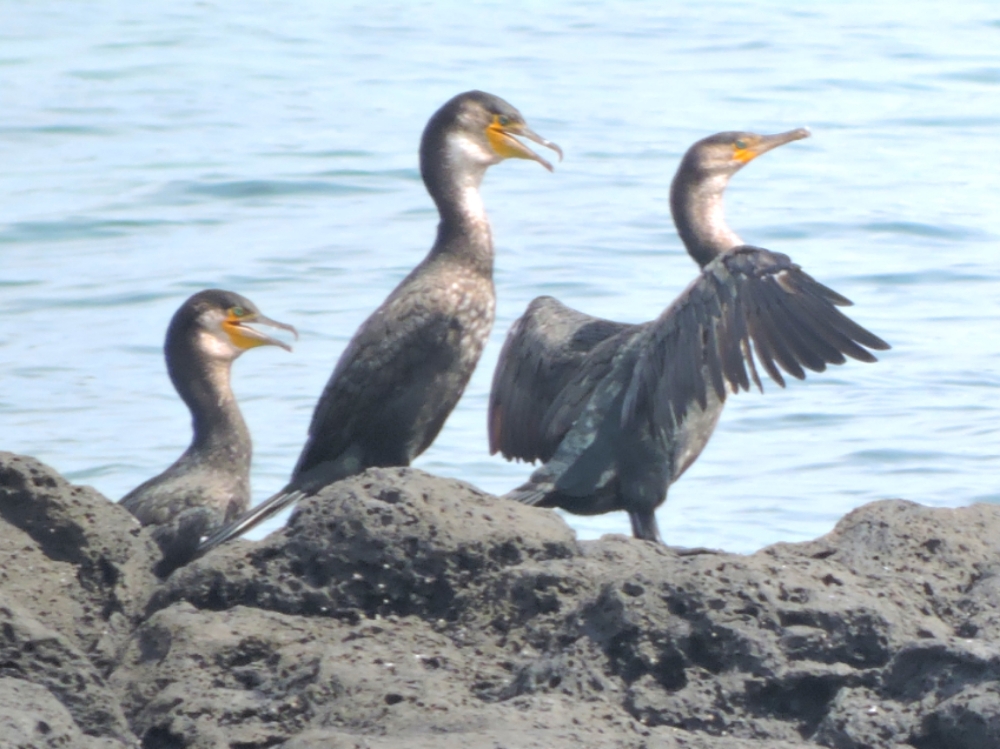  Japanese Cormorant 