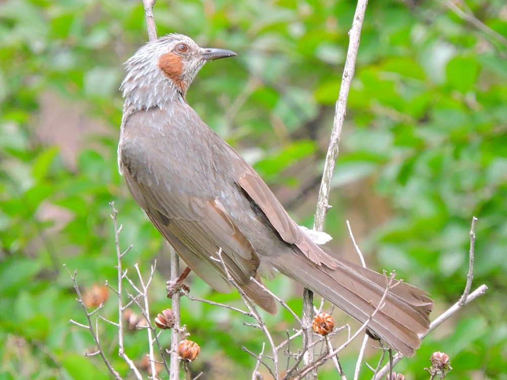  Brown-Eared Bulbul 