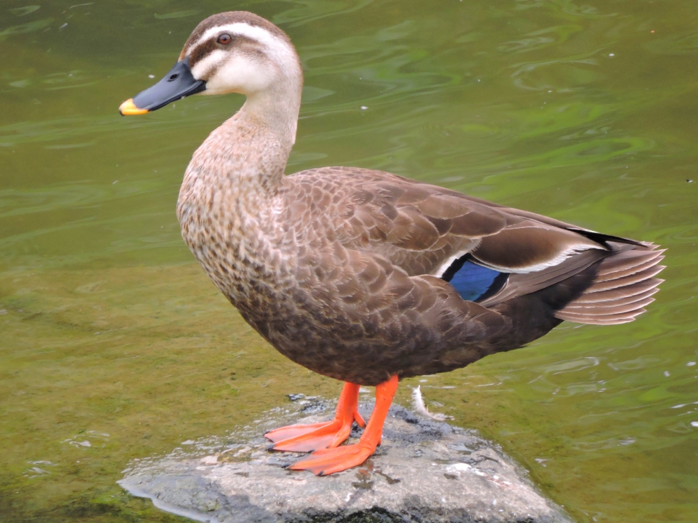 Eastern Spot-Billed Duck 