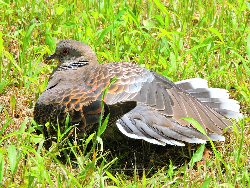  Oriental Turtle Dove 