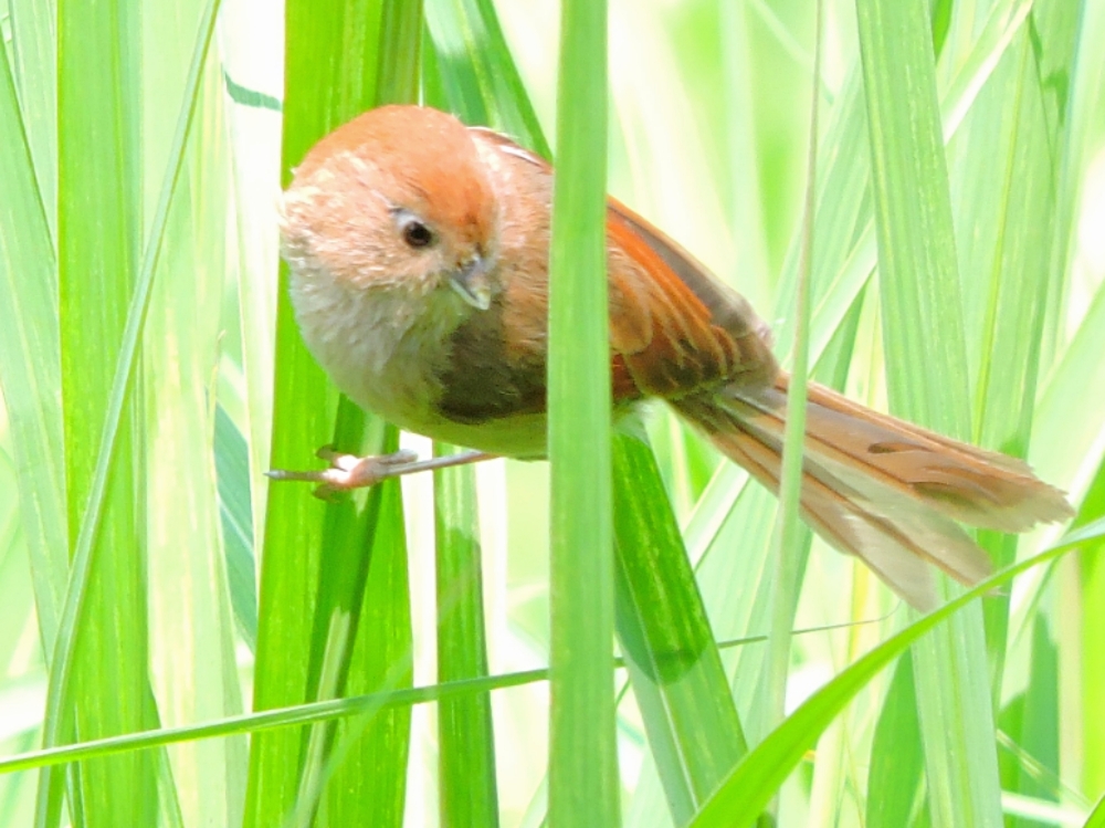  Vinous-Throated Parrotbill 