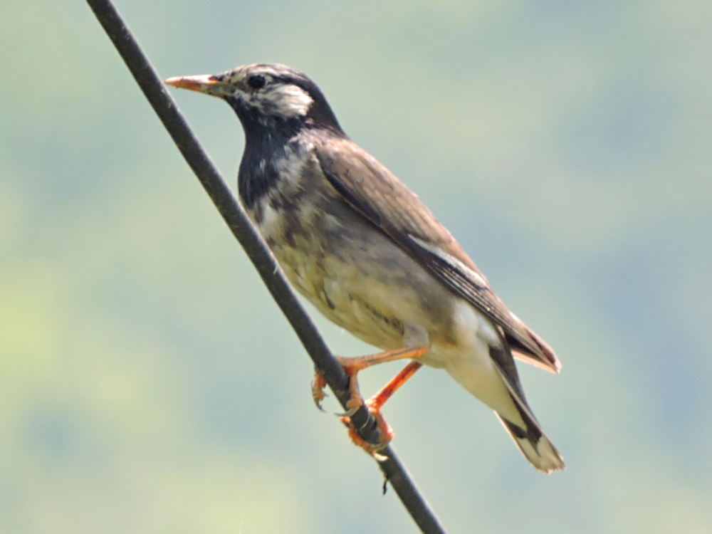  White-Cheeked Starling 