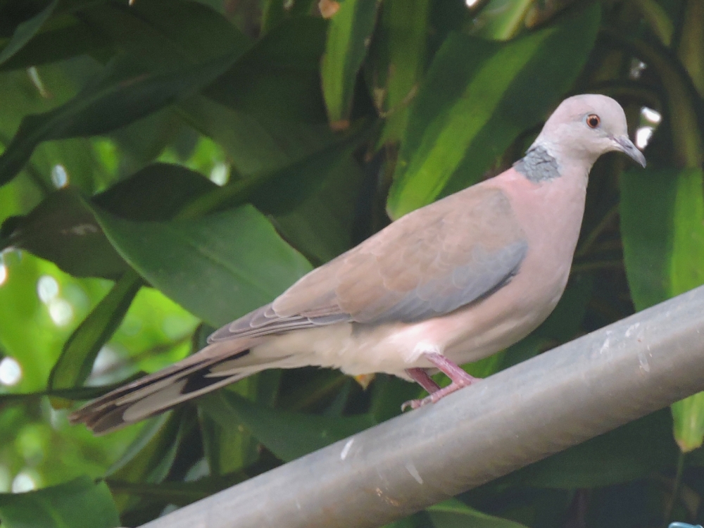  Philippine Collared Dove 
