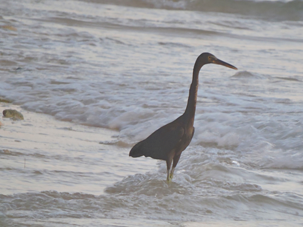  Pacific Reef Heron 