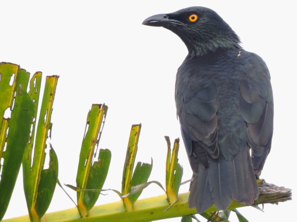  Micronesian Starling 