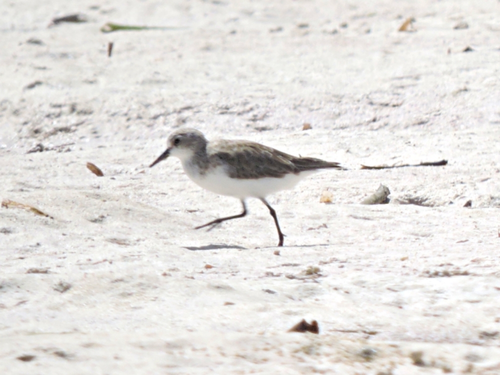  Red-Necked Stint 