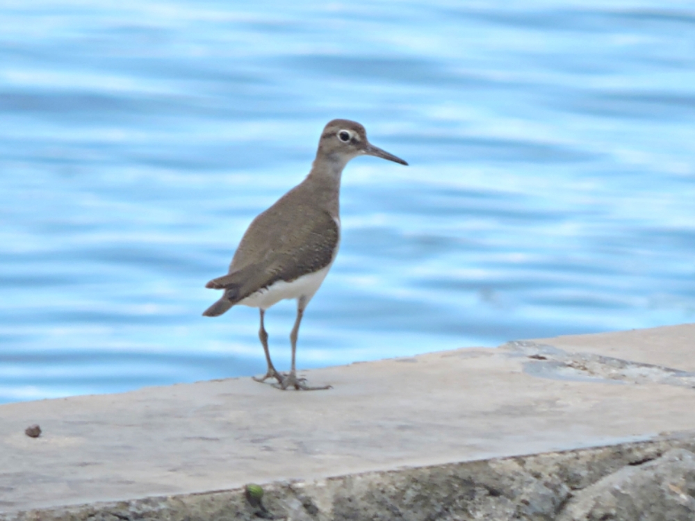  Sharp-Tailed Sandpiper 