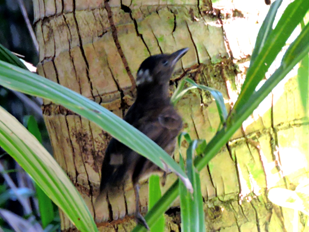 Morningbird Morningbird