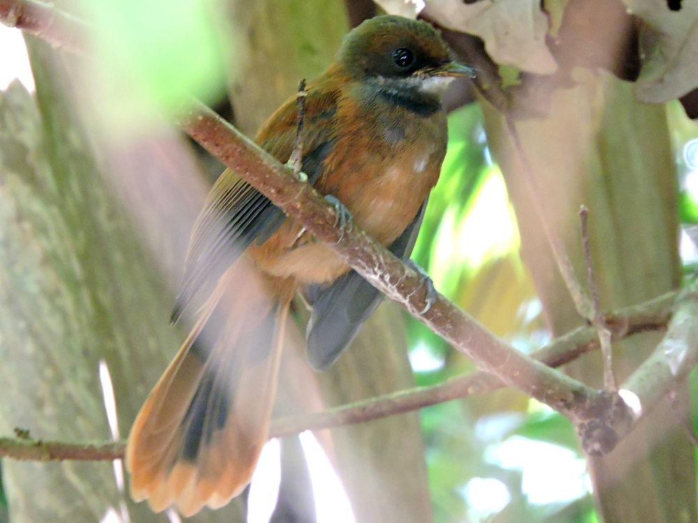 Palau Fantail Palau Fantail