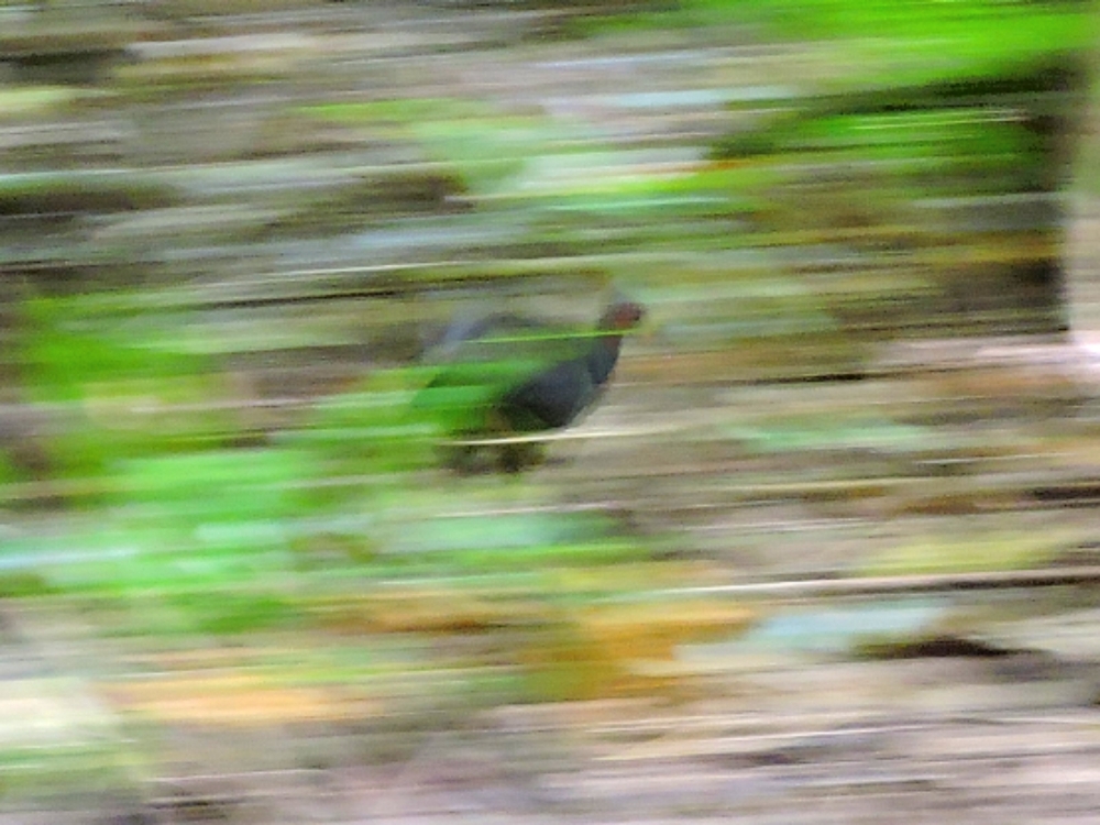Micronesian Scrubfowl Micronesian Scrubfowl